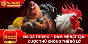 Đá Gà Thomo –  Đam Mê Bất Tận, Cược Thủ Không Thể Bỏ Lỡ