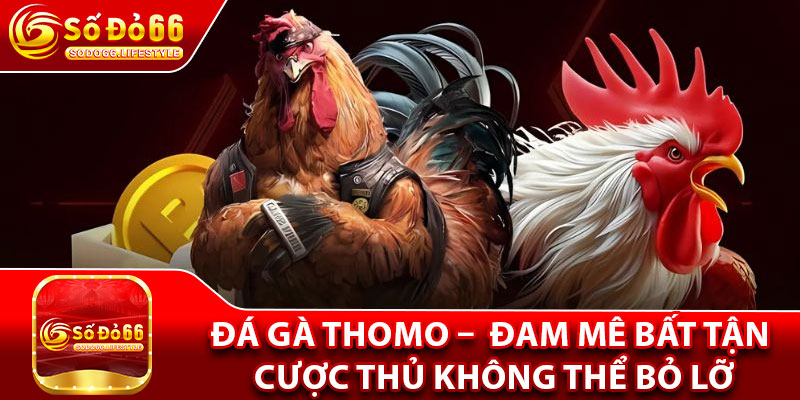 Đá Gà Thomo –  Đam Mê Bất Tận, Cược Thủ Không Thể Bỏ Lỡ