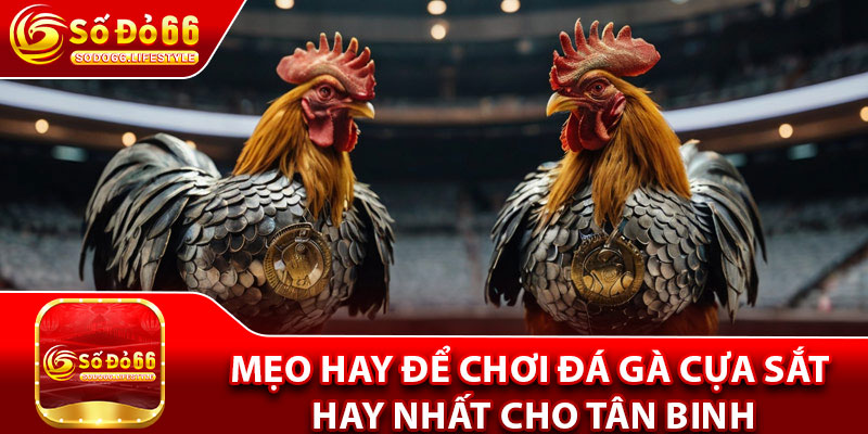 Mẹo hay để chơi đá gà cựa sắt hay nhất cho tân binh