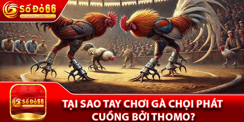 Tại sao tay chơi gà chọi phát cuồng bởi Thomo?
